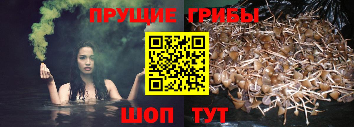 Галлюциногенные грибы Cubensis Краснокаменск